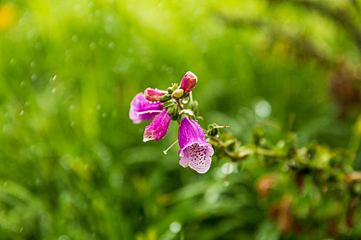 soi cau dau duoi mb